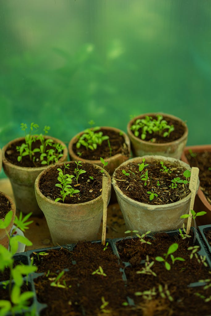 A collection of young plant seedlings growing in rustic terracotta pots, ideal for gardening themes.