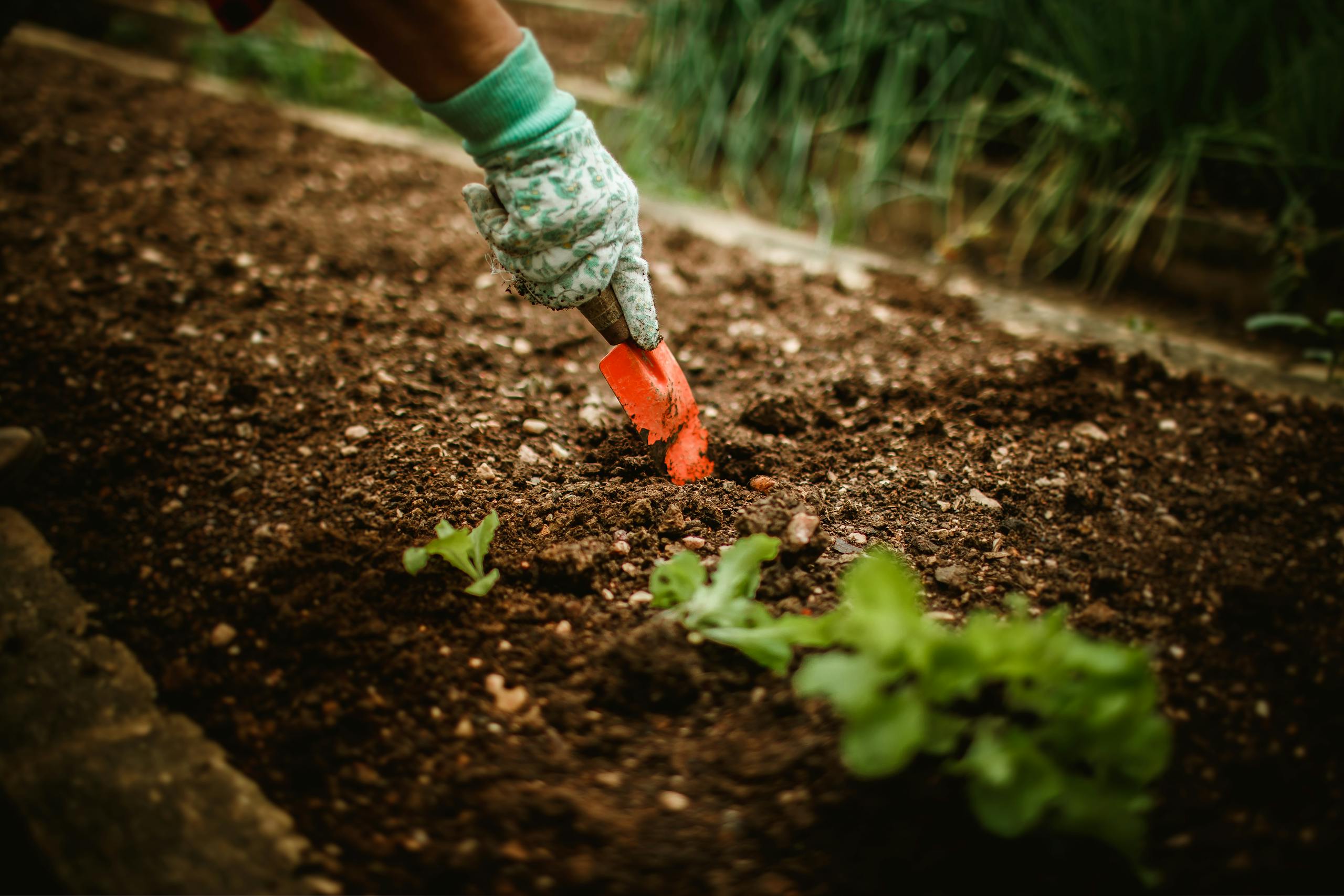Gardener with gloves using a red trowel to plant a seedling in soil outdoors.